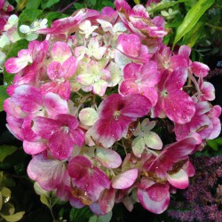 A Wall Of Limelight Hydrangeas Planted Together With Firelight