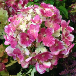 Worcester College Gardeners 2009 2018 Hydrangea Paniculata