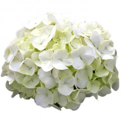 How To Save Drooping Hydrangeas After Cutting The Kim Six Fix