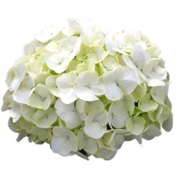 Hydrangea Picture Spam Hydrangea Parfait Eustea Reads