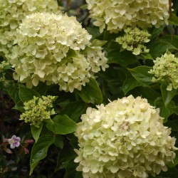 Shoreline Area News In The Garden Now Little Lime Hydrangea