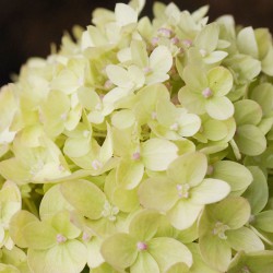 Limelight Hydrangeas In Bloom