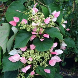 Got Shade Moonlight Japanese Hydrangea Vine