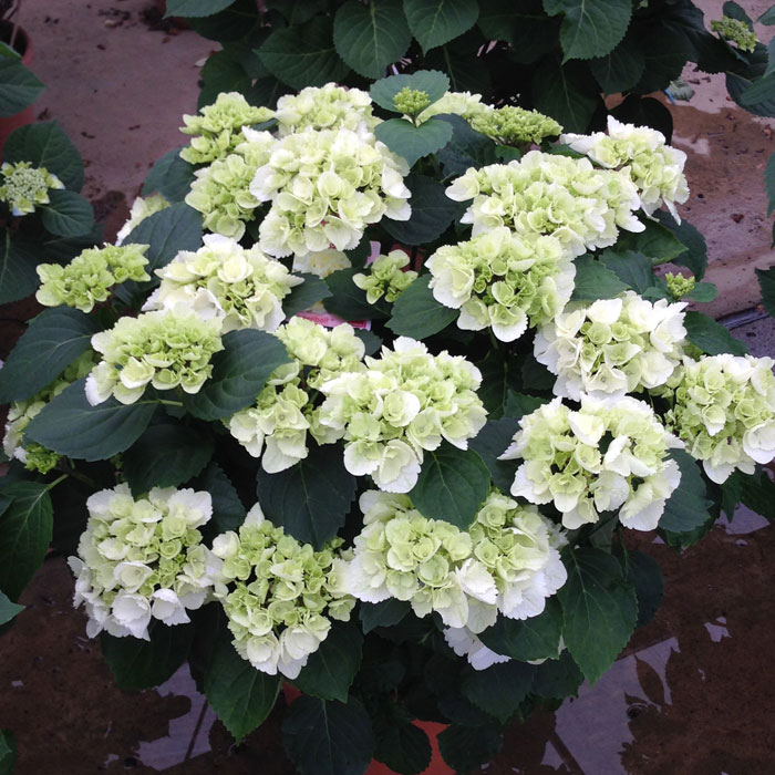 The 19 Best White Hydrangeas for Your Garden