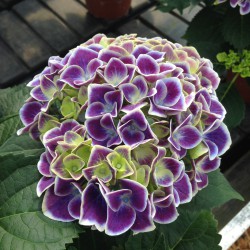 Aeva S Hydrangea 2011