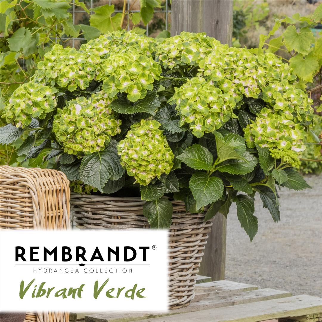 Hydrangea-macr.-Rembrandt-Vibrant-Verde-