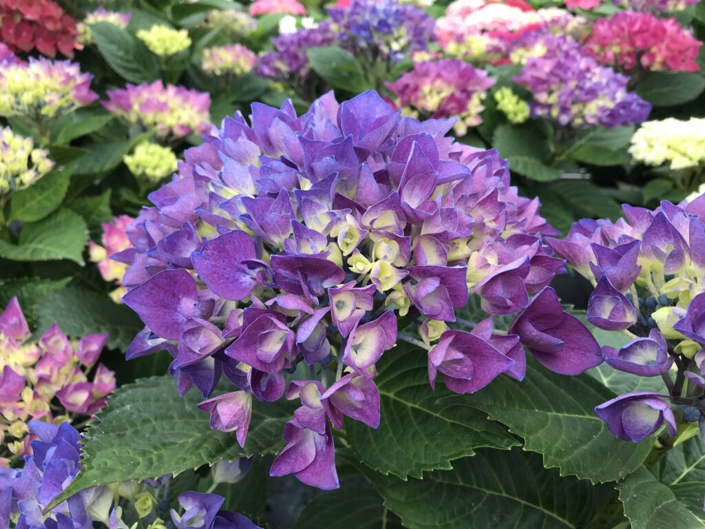 Hortensia bleu Hortensias SICAMUS PRODUCTIONS